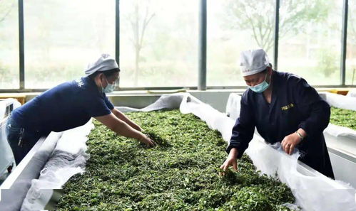 六盤水綠茶 喝著喝著，春天就來(lái)了
