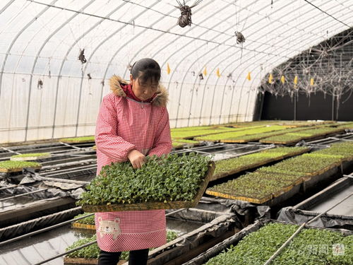 太白高山蔬菜 溯源大灣區(qū)的餐桌共鳴